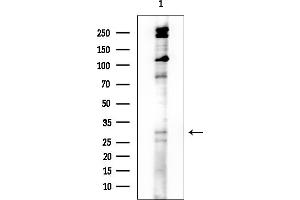 anti-Transmembrane Protein 101 (TMEM101) (Internal Region) antibody