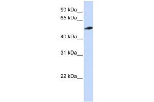 WB Suggested Anti-C10orf33 Antibody Titration:  0. (PYROXD2 antibody  (N-Term))