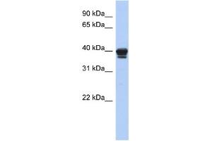 WB Suggested Anti-NAPE-PLD Antibody Titration: 0. (NAPEPLD antibody  (N-Term))