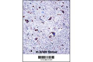 Mouse Csnk1g1 Antibody immunohistochemistry analysis in formalin fixed and paraffin embedded mouse brain tissue followed by peroxidase conjugation of the secondary antibody and DAB staining. (CSNK1G1 antibody  (C-Term))