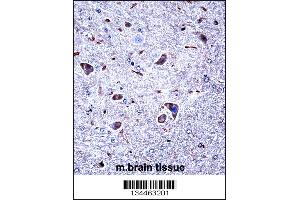 Mouse Csnk1g1 Antibody immunohistochemistry analysis in formalin fixed and paraffin embedded mouse brain tissue followed by peroxidase conjugation of the secondary antibody and DAB staining.