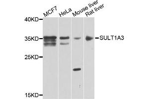 Western blot analysis of extracts of various cells, using SULT1A3 antibody.