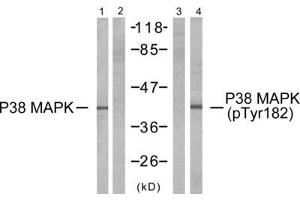 Western blot analysis of extracts from K562 cells, untreated or treated with UV, using P38 MAPK (epitope around residue 182) antibody (Line 1 and 2) and P38 MAPK (Phospho-Tyr182) antibody (Line 3 and 4). (MAPK14 antibody  (Tyr182))