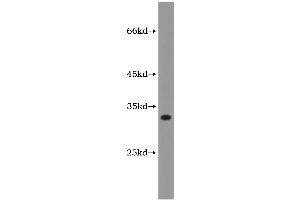 Western Blotting (WB) image for Heme Oxygenase (Decycling) 1 (HMOX1) ELISA Kit (ABIN1115379) (HMOX1 ELISA Kit)