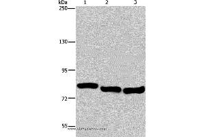 Western blot analysis of A549, Hela and K562 cell, using GAB2 Polyclonal Antibody at dilution of 1:300 (GAB2 antibody)
