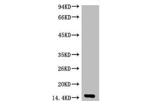 Western blot analysis of Zebrafish skeletal muscle, diluted at 1:2000. (Histone 3 antibody)