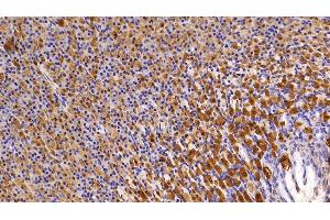 Detection of LDHB in Rat Stomach Tissue using Polyclonal Antibody to Lactate Dehydrogenase B (LDHB) (LDHB antibody  (AA 1-334))