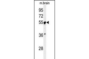 Western blot analysis of PRPF19 Antibody (N-term) (ABIN651064 and ABIN2840055) in mouse brain tissue lysates (35 μg/lane). (PRP19 antibody  (N-Term))
