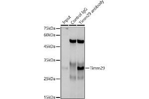 Immunoprecipitation analysis of 300 μg extracts of A-549 cells using 3 μg Timm29 antibody (ABIN7268551). (TIMM29 antibody)