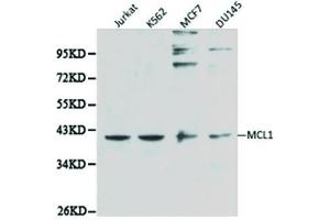 Western blot analysis of extracts of various cell lines, using MCL1 antibody. (MCL-1 antibody  (AA 120-220))