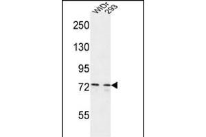 CEP63 antibody  (AA 520-548)