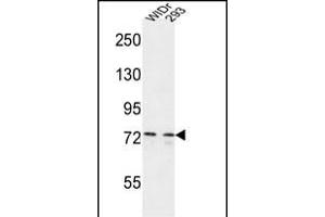 CEP63 anticorps  (AA 520-548)