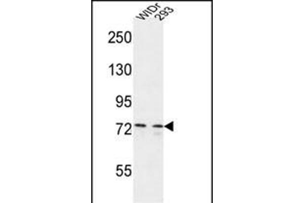 CEP63 antibody  (AA 520-548)