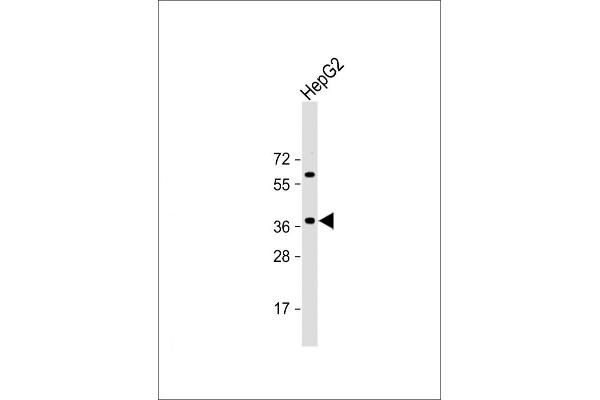 E2F5 antibody  (N-Term)