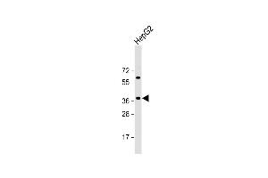 Anti-E2F5 Antibody (N-term) at 1:2000 dilution + HepG2 whole cell lysate Lysates/proteins at 20 μg per lane. (E2F5 antibody  (N-Term))