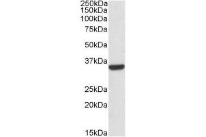 Image no. 1 for anti-Calponin 2 (CNN2) (Internal Region) antibody (ABIN401514) (CNN2 antibody  (Internal Region))