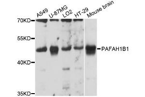 Western blot analysis of extracts of various cell lines, using PAFAH1B1 antibody (ABIN6293437) at 1:3000 dilution. (PAFAH1B1 antibody)