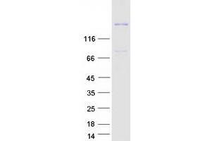 Validation with Western Blot (ADAMTS13 Protein (Transcript Variant 1) (Myc-DYKDDDDK Tag))
