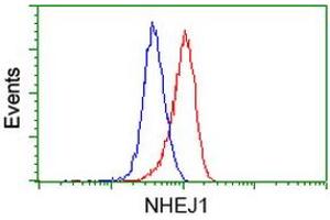 Image no. 2 for anti-Nonhomologous End-Joining Factor 1 (NHEJ1) antibody (ABIN1499729) (NHEJ1 antibody)