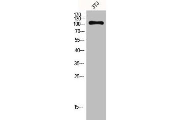 G Protein-Coupled Receptor 110 antibody  (C-Term)