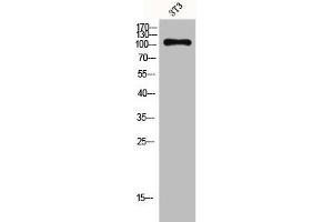 Western Blot analysis of 3T3 cells using GPR110 Polyclonal Antibody