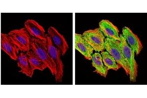 Immunofluorescence (IF) image for anti-Chemokine (C-C Motif) Ligand 2 (CCL2) antibody (ABIN1108180) (CCL2 antibody)