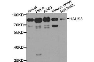 Western blot analysis of extract of various cells, using HAUS3 antibody.