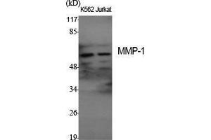 Western Blot (WB) analysis of specific cells using MMP-1 Polyclonal Antibody. (MMP1 antibody  (C-Term))