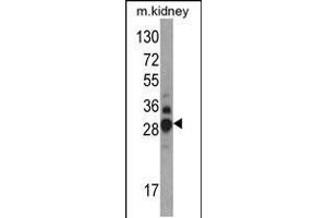 Western blot analysis of DDAH1 Antibody in mouse kidney tissue lysates (35ug/lane) (DDAH1 antibody  (C-Term))