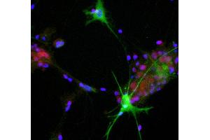 View of mixed neuron/glial cultures stained with ABIN1580409 (green) and our rabbit antibody to NeuN/FOX3 antibody (RPCA-FOX3, red).