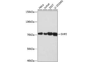 Western blot analysis of extracts of various cell lines, using SHP2 antibody (ABIN7269704) at 1:1000 dilution. (PTPN11 antibody)