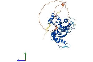 AlphaFold protein structure predicition of Mouse Recombinant Ilkap Protein, UniprotID Q8R0F6