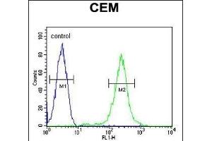 CFP Antibody (Center) (ABIN653898 and ABIN2843141) flow cytometric analysis of CEM cells (right histogram) compared to a negative control cell (left histogram).