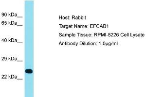 Host: Rabbit Target Name: EFCAB1 Sample Tissue: Human RPMI-8226 Whole Cell Antibody Dilution: 1ug/ml (EFCAB1 antibody  (Middle Region))