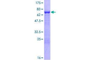 Cytohesin 2 Protein (CYTH2) (AA 1-400) (GST tag)