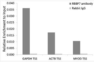 Chromatin immunoprecipitation analysis of extracts of 293T cells, using RBBP7 antibody (ABIN6128621, ABIN6146745, ABIN6146747 and ABIN6217460) and rabbit IgG.