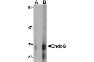 Western Blotting (WB) image for anti-Endonuclease G (ENDOG) (AA 51-140) antibody (ABIN492521) (Endonuclease G antibody  (AA 51-140))
