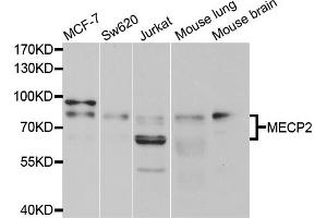 Western blot analysis of extracts of various cell lines, using MECP2 antibody (ABIN5996064) at 1/1000 dilution. (MECP2 antibody)