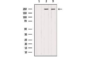Western blot analysis of extracts from various samples, using NUMA1 Antibody. (NUMA1 antibody  (N-Term))