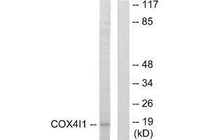 Western Blotting (WB) image for anti-Cytochrome C Oxidase Subunit IV Isoform 1 (COX4I1) (N-Term) antibody (ABIN1850322) (COX IV antibody  (N-Term))
