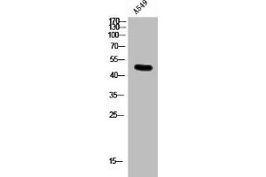 Western Blot analysis of A549 cells using Connexin 47 Polyclonal Antibody