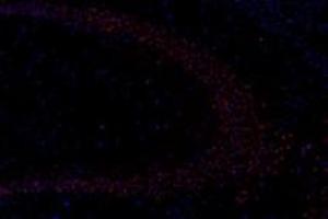 Immunofluorescence (fixed cells) (IF/ICC) image for anti-Growth Differentiation Factor 6 (GDF6) antibody (ABIN7074132)