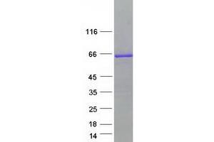 Western Blotting (WB) image for BAI1-Associated Protein 2 (BAIAP2) (Transcript Variant 2) protein (Myc-DYKDDDDK Tag) (ABIN2715142)