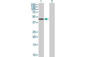Western Blot analysis of BAG1 expression in transfected 293T cell line by BAG1 MaxPab polyclonal antibody. (BAG1 antibody  (AA 1-274))