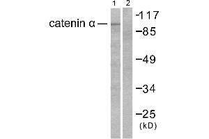 Western blot analysis of extracts from HeLa cells, using Catenin-α antibody. (CTNNA1 antibody)