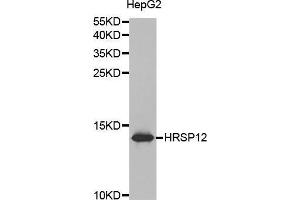 Western blot analysis of extracts of HepG2 cell lines, using HRSP12 antibody. (HRSP12 antibody  (AA 1-137))