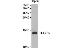 Western blot analysis of extracts of HepG2 cell lines, using HRSP12 antibody. (HRSP12 antibody  (AA 1-137))