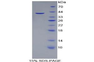 SDS-PAGE analysis of Pig Apolipoprotein A2 Protein.