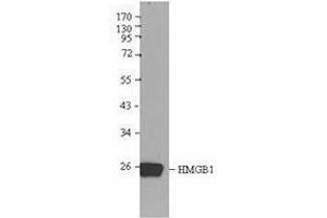 Western Blotting (WB) image for anti-High Mobility Group Box 1 (HMGB1) antibody (ABIN2666345) (HMGB1 antibody)