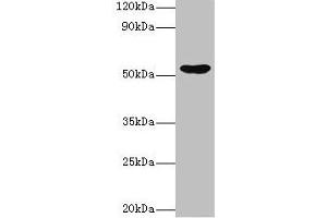 Western blot All lanes: EPHX1 antibody at 2 μg/mL + Hela whole cell lysate Secondary Goat polyclonal to rabbit IgG at 1/10000 dilution Predicted band size: 53 kDa Observed band size: 53 kDa